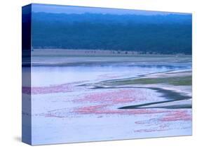 Flocks of Lesser Flamingos, Lake Nakuru, Kenya-Charles Sleicher-Stretched Canvas