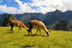 Pair of Llamas in the Peruvian Andes Mountains-flocu-Stretched Canvas