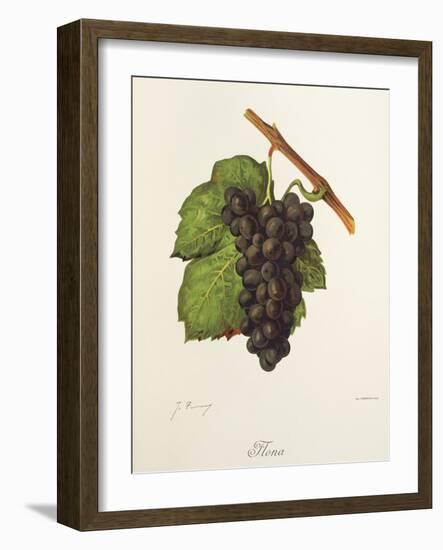 Flona Grape-J. Troncy-Framed Giclee Print