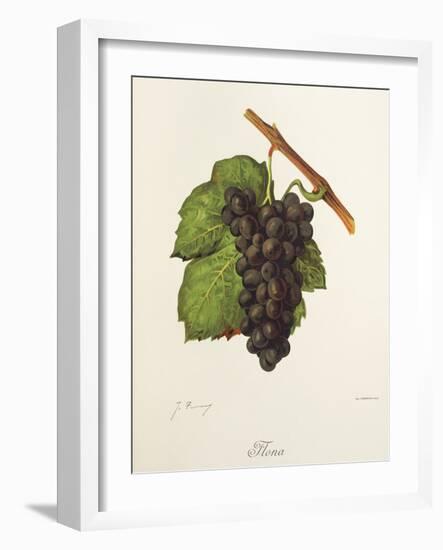 Flona Grape-J. Troncy-Framed Giclee Print