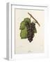 Flona Grape-J. Troncy-Framed Giclee Print