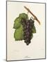 Flona Grape-J. Troncy-Mounted Giclee Print