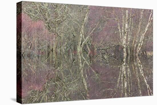 Flooded Birch and Alder Woodland in Autumn, Cairngorms National Park, Scotland, UK-Pete Cairns-Stretched Canvas