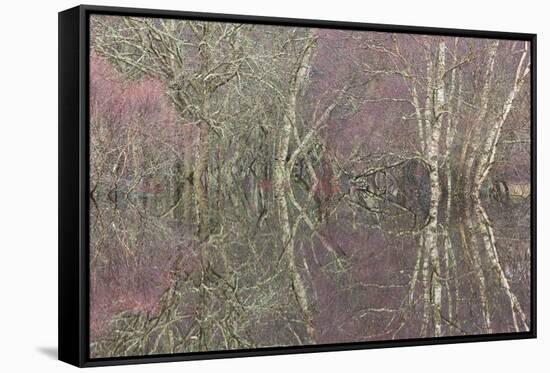 Flooded Birch and Alder Woodland in Autumn, Cairngorms National Park, Scotland, UK-Pete Cairns-Framed Stretched Canvas