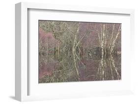 Flooded Birch and Alder Woodland in Autumn, Cairngorms National Park, Scotland, UK-Pete Cairns-Framed Photographic Print