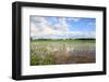 Flooded Cornfield in the Midwest, after A Severe Thunderstorm-soupstock-Framed Photographic Print