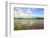 Flooded Cornfield in the Midwest, after A Severe Thunderstorm-soupstock-Framed Photographic Print