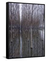 Flooded Forest Near Chalon Sur Saone, France-Walter Sanders-Framed Stretched Canvas