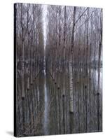 Flooded Forest Near Chalon Sur Saone, France-Walter Sanders-Stretched Canvas