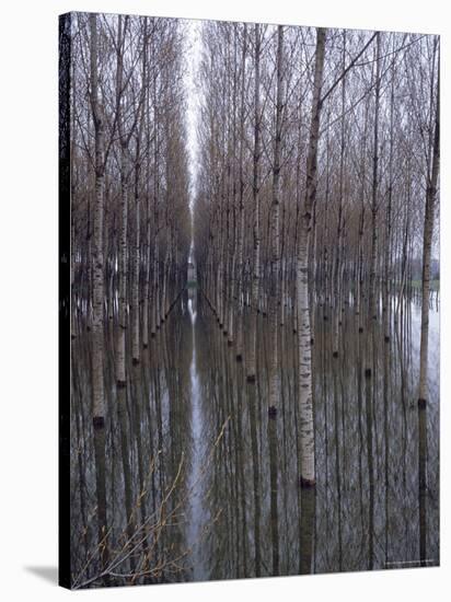 Flooded Forest Near Chalon Sur Saone, France-Walter Sanders-Stretched Canvas
