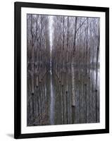 Flooded Forest Near Chalon Sur Saone, France-Walter Sanders-Framed Photographic Print