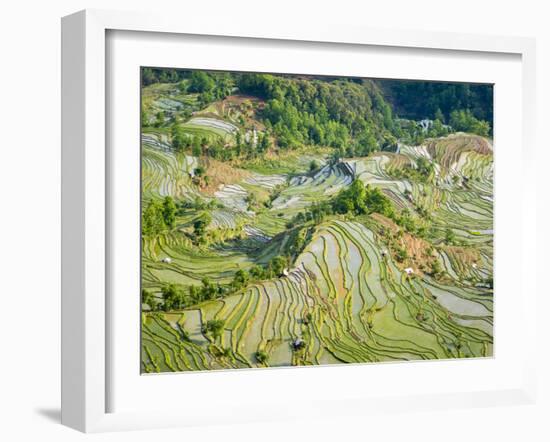 Flooded Laohu Zui Rice Terraces, Mengpin Village, Yuanyang County, Yunnan, China-Charles Crust-Framed Photographic Print