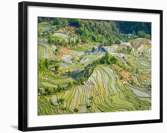 Flooded Laohu Zui Rice Terraces, Mengpin Village, Yuanyang County, Yunnan, China-Charles Crust-Framed Photographic Print