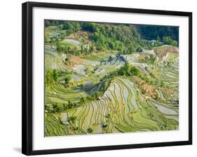 Flooded Laohu Zui Rice Terraces, Mengpin Village, Yuanyang County, Yunnan, China-Charles Crust-Framed Photographic Print