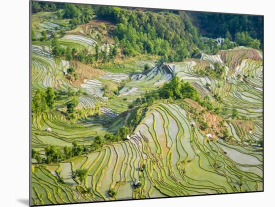 Flooded Laohu Zui Rice Terraces, Mengpin Village, Yuanyang County, Yunnan, China-Charles Crust-Mounted Photographic Print