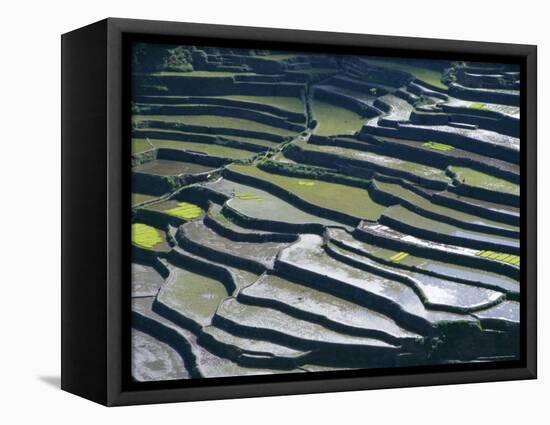 Flooded Rice Terraces, 2000 Years Old, Banaue, Island of Luzon, Philippines, Southeast Asia, Asia-Maurice Joseph-Framed Stretched Canvas