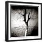 Floodlit Tree at Night, Against Mud Wall, Chefchaouen, Morocco-Lee Frost-Framed Photographic Print