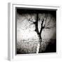 Floodlit Tree at Night, Against Mud Wall, Chefchaouen, Morocco-Lee Frost-Framed Photographic Print