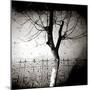 Floodlit Tree at Night, Against Mud Wall, Chefchaouen, Morocco-Lee Frost-Mounted Photographic Print