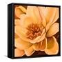 Flor de Loto I-Nelly Arenas-Framed Stretched Canvas