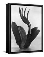 Flor de Manita, Mexico City, 1925-Tina Modotti-Framed Stretched Canvas