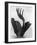 Flor de Manita, Mexico City, 1925-Tina Modotti-Framed Giclee Print