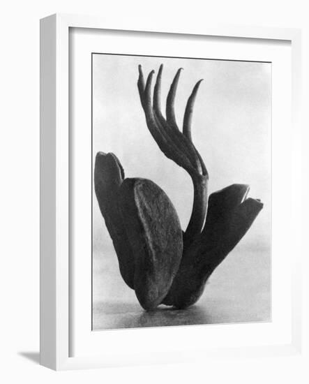 Flor de Manita, Mexico City, 1925-Tina Modotti-Framed Giclee Print