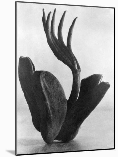 Flor de Manita, Mexico City, 1925-Tina Modotti-Mounted Giclee Print