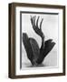 Flor de Manita, Mexico City, 1925-Tina Modotti-Framed Giclee Print