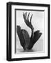 Flor de Manita, Mexico City, 1925-Tina Modotti-Framed Giclee Print