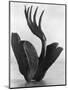 Flor de Manita, Mexico City, 1925-Tina Modotti-Mounted Giclee Print