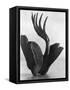 Flor de Manita, Mexico City, 1925-Tina Modotti-Framed Stretched Canvas