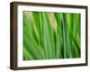 Flora blades-Savanah Plank-Framed Photo