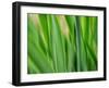 Flora blades-Savanah Plank-Framed Photo