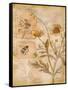 Flora Bumble Bee-Paul Brent-Framed Stretched Canvas