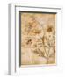 Flora Bumble Bee-Paul Brent-Framed Art Print