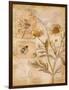 Flora Bumble Bee-Paul Brent-Framed Art Print