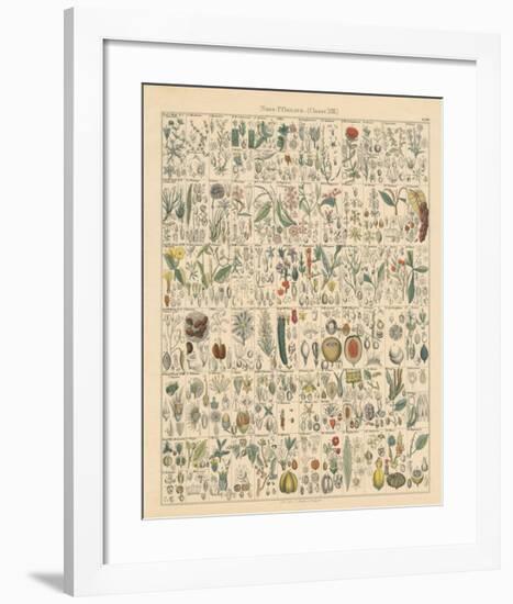 Flora Chart II-Wild Apple Portfolio-Framed Art Print
