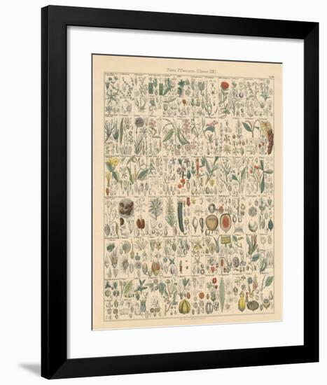 Flora Chart II-Wild Apple Portfolio-Framed Art Print