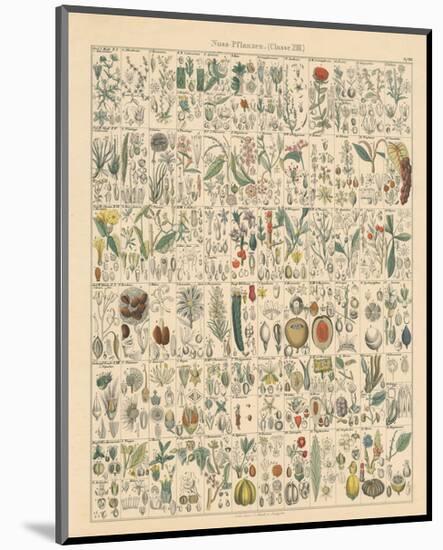 Flora Chart II-Wild Apple Portfolio-Mounted Art Print