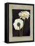 Flora II-Andrea Trivelli-Framed Stretched Canvas