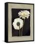 Flora II-Andrea Trivelli-Framed Stretched Canvas