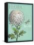 Flora Nouveau-Devon Ross-Framed Stretched Canvas