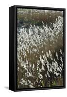 Flora of the Marshes of the Sado Estuary Nature Reserve. Portugal-Mauricio Abreu-Framed Stretched Canvas