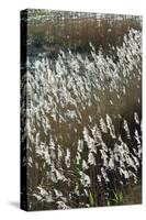 Flora of the Marshes of the Sado Estuary Nature Reserve. Portugal-Mauricio Abreu-Stretched Canvas