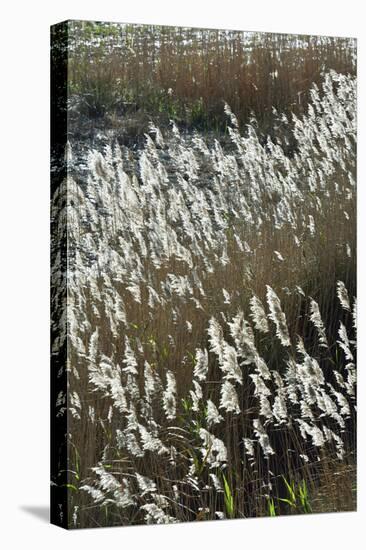 Flora of the Marshes of the Sado Estuary Nature Reserve. Portugal-Mauricio Abreu-Stretched Canvas