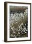 Flora of the Marshes of the Sado Estuary Nature Reserve. Portugal-Mauricio Abreu-Framed Photographic Print