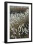 Flora of the Marshes of the Sado Estuary Nature Reserve. Portugal-Mauricio Abreu-Framed Photographic Print