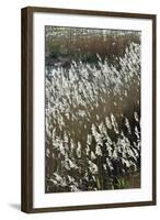 Flora of the Marshes of the Sado Estuary Nature Reserve. Portugal-Mauricio Abreu-Framed Photographic Print