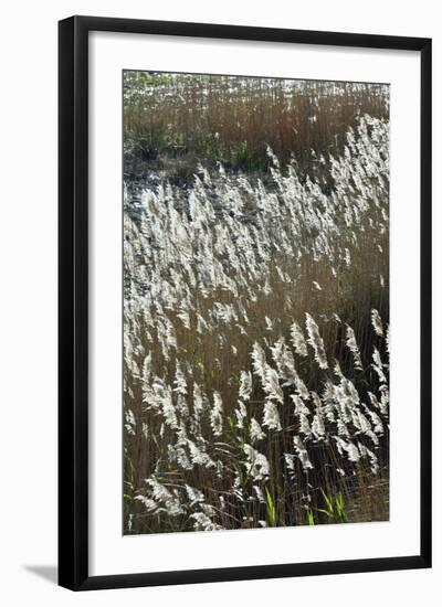 Flora of the Marshes of the Sado Estuary Nature Reserve. Portugal-Mauricio Abreu-Framed Photographic Print